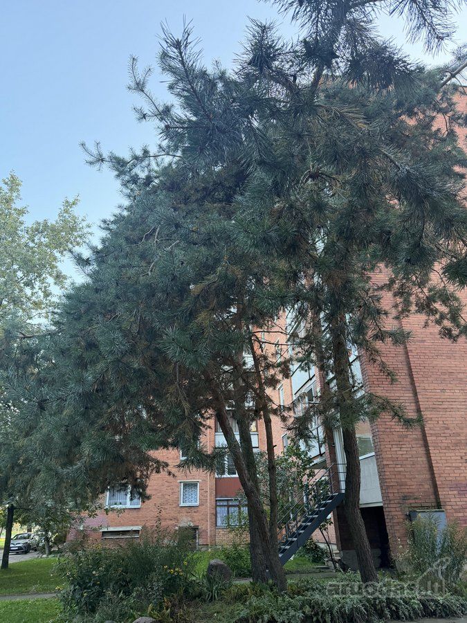 2 kambarių buto nuoma — Kaunas, Vilijampolė, Ramygalos g. — photo 14