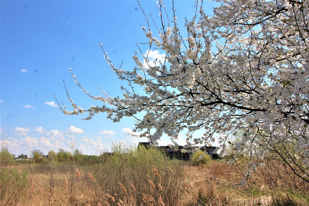 Sklypas — Panevėžys, Centras, Savitiškio g. — photo 3